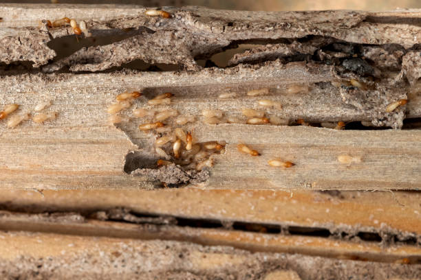 Best Spider Control Near Me  in Russell, KS